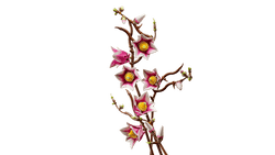 Lego: Botanicals - Magnolia Branches