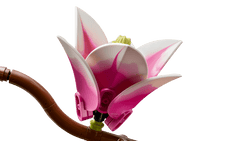 Lego: Botanicals - Magnolia Branches